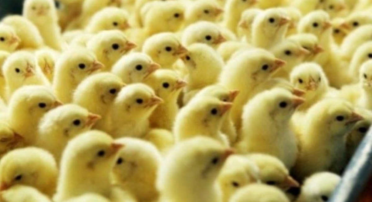Higher swine and milk prices to help Japfa mitigate weak poultry business - THE EDGE SINGAPORE